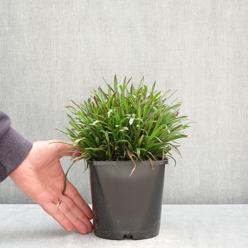 Lychnis viscaria Plena 2L/3L pot sample as delivered in spring