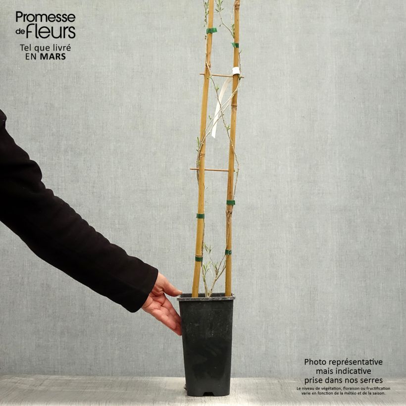 Lycium chinensis - Chinese Goji 2L/3L pot sample as delivered in spring