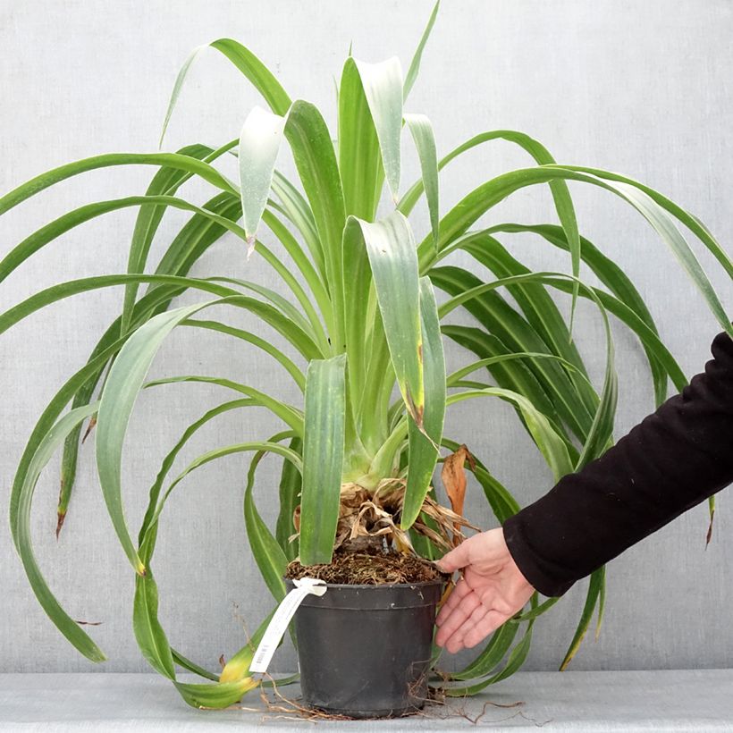 Beschorneria albiflora  3L/4L pot sample as delivered in winter