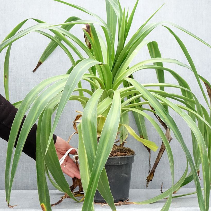 Beschorneria albiflora  3L/4L pot sample as delivered in spring