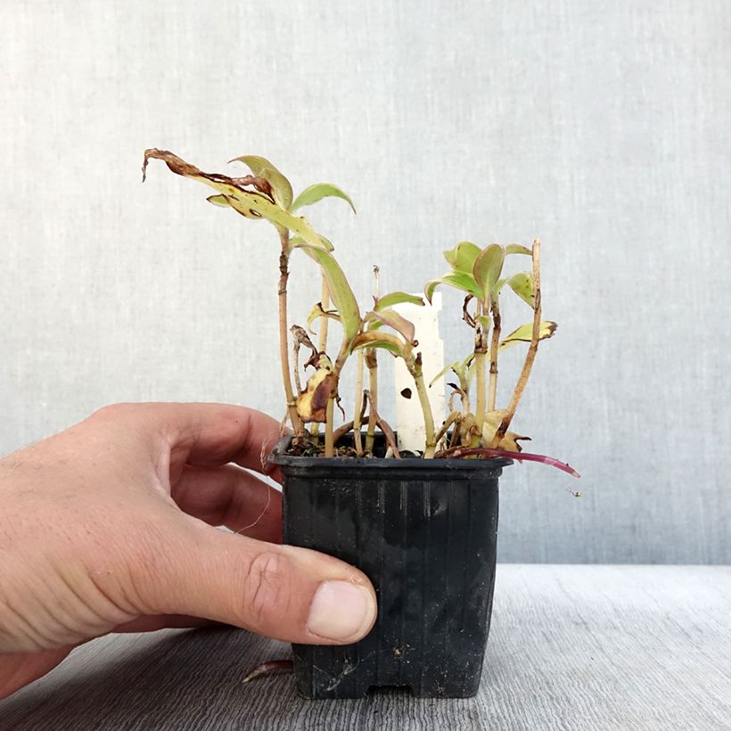 Tricyrtis formosana Autumn Glow - Toad Lily 8/9 cm pot sample as delivered in autumn