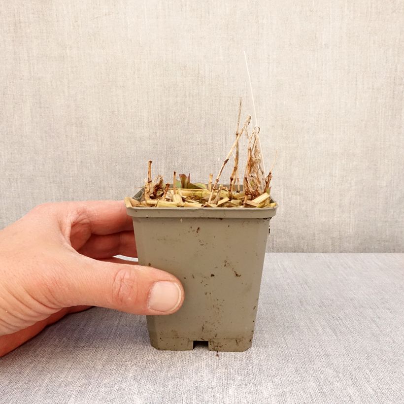 Tricyrtis formosana Autumn Glow - Toad Lily 8/9 cm pot sample as delivered in spring