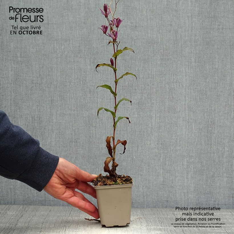 Tricyrtis formosana Dark Beauty - Toad Lily 8/9 cm pot sample as delivered in autumn