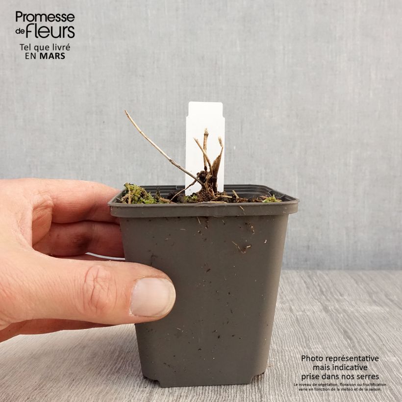 Tricyrtis formosana Dark Beauty - Toad Lily 8/9 cm pot sample as delivered in spring