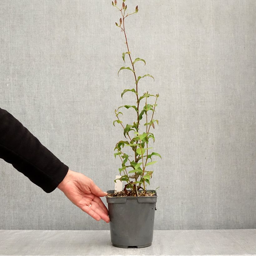 Tricyrtis formosana Dark Beauty - Toad Lily 2L/3L pot sample as delivered in autumn