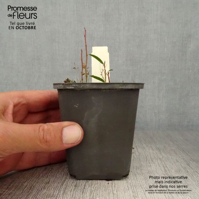 Lysichiton camtschatcensis 8/9 cm pot sample as delivered in autumn