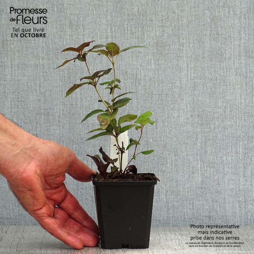 Lysimachia ciliata Firecracker - Loosestrife 8/9 cm pot sample as delivered in autumn