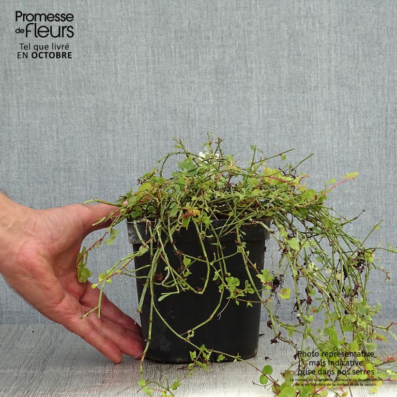 Lysimachia nummularia Aurea - Creeping Jenny 2L/3L pot sample as delivered in autumn
