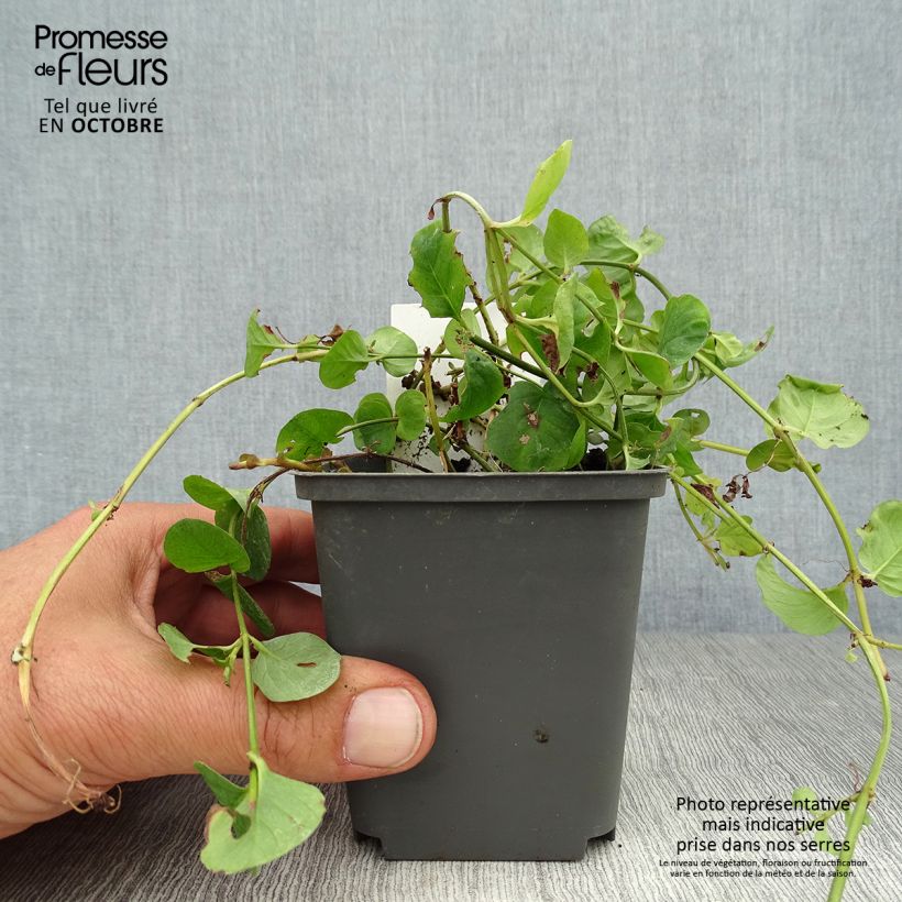 Lysimachia nummularia - Creeping Jenny 8/9 cm pot sample as delivered in autumn