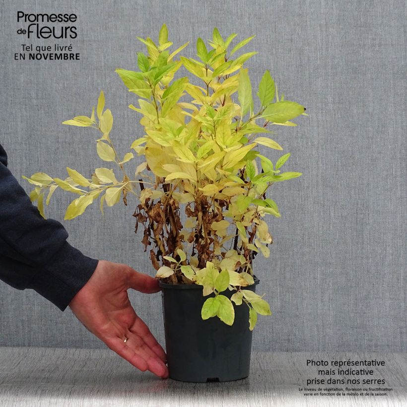 Lysimachia punctata - Loosestrife 2L/3L pot sample as delivered in autumn