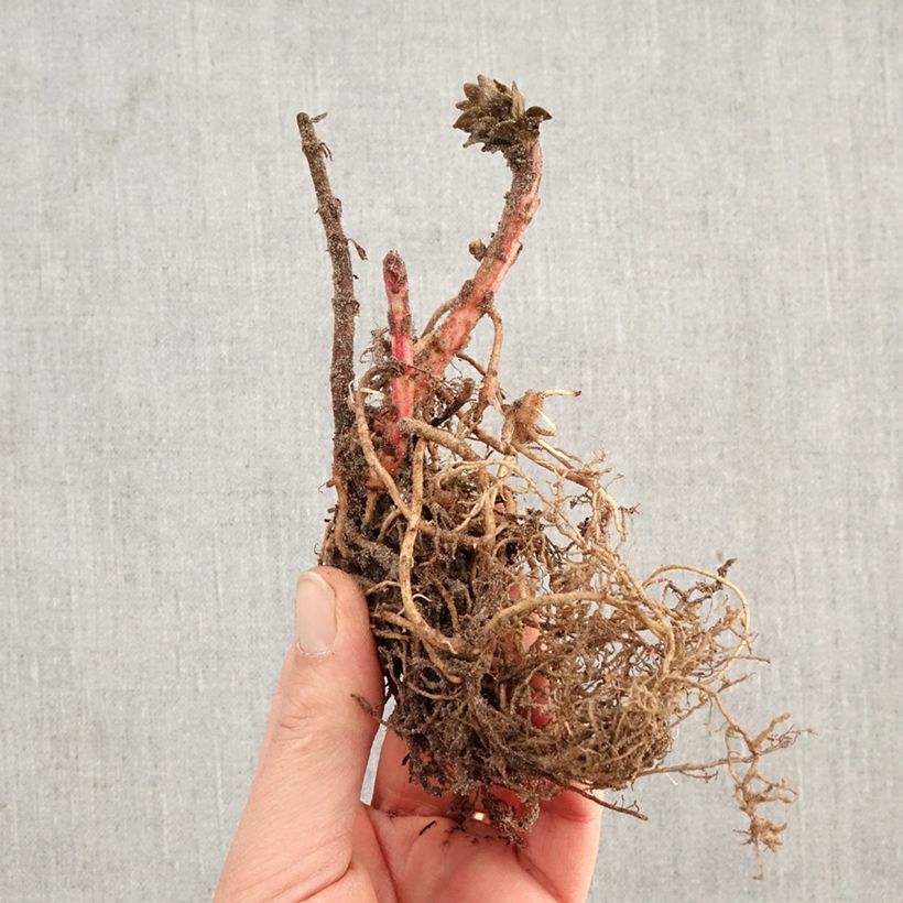 Lysimachia punctata - Loosestrife Bare root sample as delivered in winter