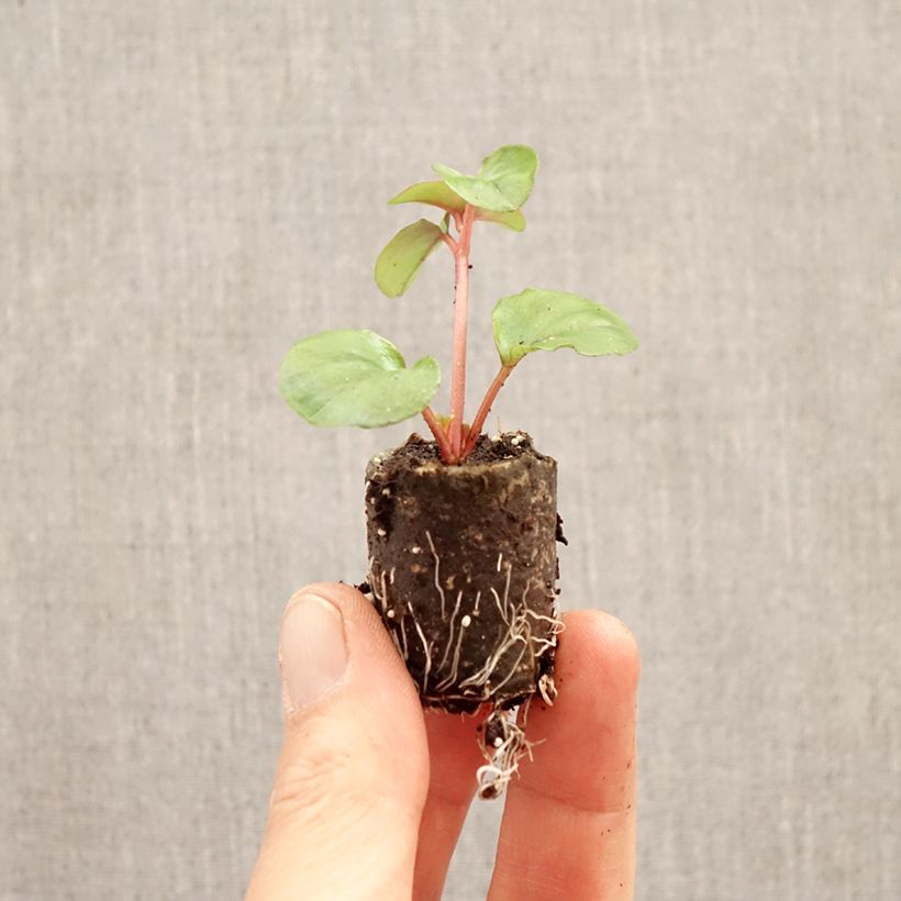 Lysimachia christinae Sunburst - Hillysun, creeping lysimachia Plug plant 3/4cm sample as delivered in spring