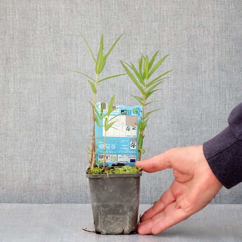 Lysimachia thyrsiflora 8/9 cm pot sample as delivered in spring