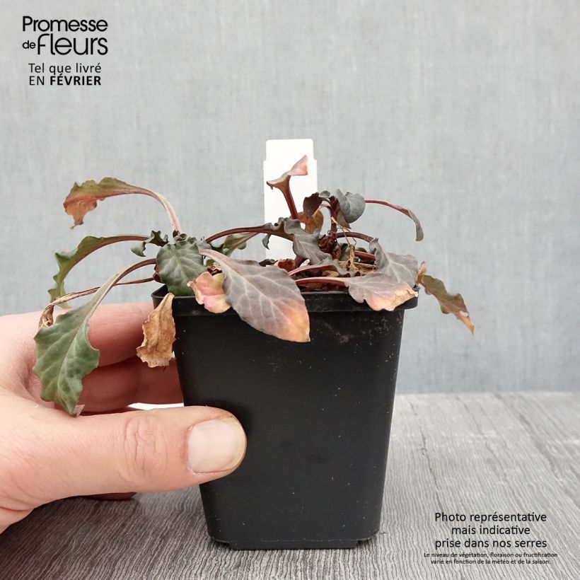 Lysimachia atropurpurea Beaujolais - Loosestrife 8/9 cm pot sample as delivered in winter