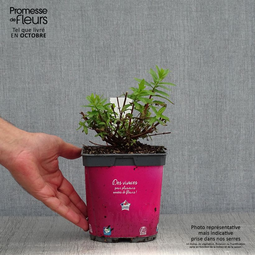 Lythrum salicaria Robert 2L/3L pot sample as delivered in autumn