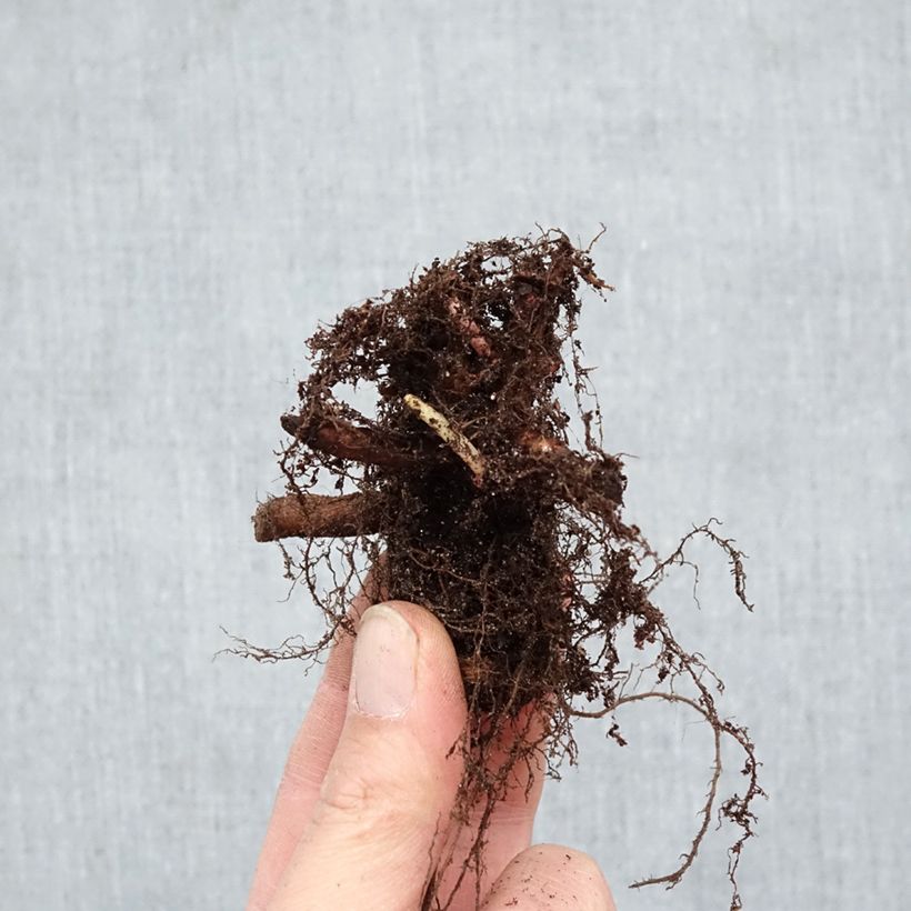 Lythrum salicaria Robert Bare root sample as delivered in winter