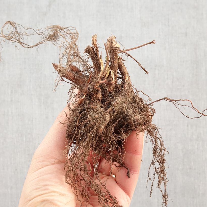 Lythrum salicaria Bare root sample as delivered in winter