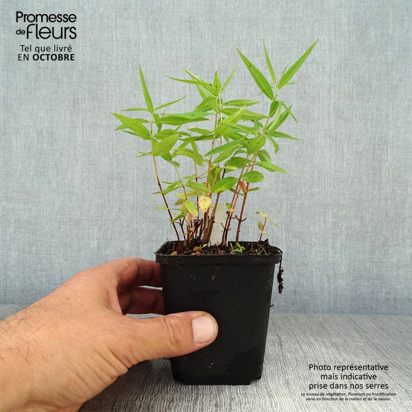 Lythrum salicaria Swirl 8/9 cm pot sample as delivered in autumn