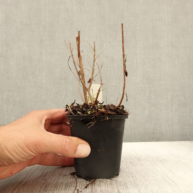 Lythrum virgatum Dropmore Purple 8/9 cm pot sample as delivered in autumn