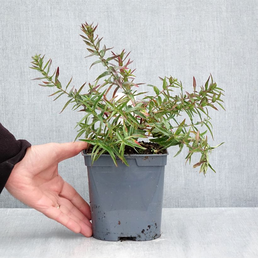 Lythrum virgatum Dropmore Purple 2L/3L pot sample as delivered in autumn