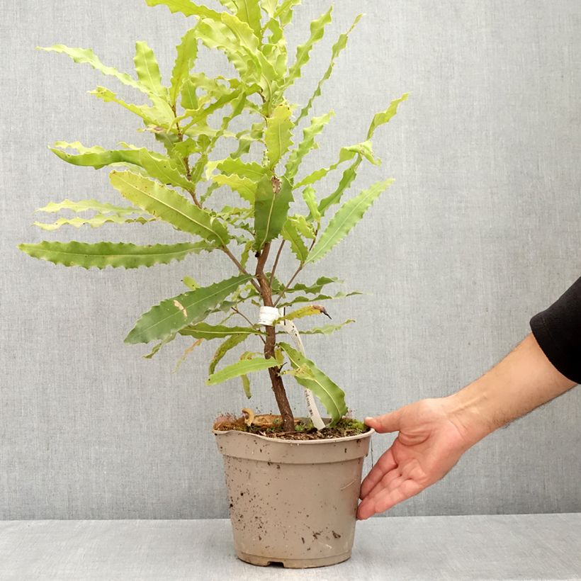 Macadamia integrifolia x tetraphylla Beaumont - Macadamia Nut 4L/5L pot sample as delivered in summer