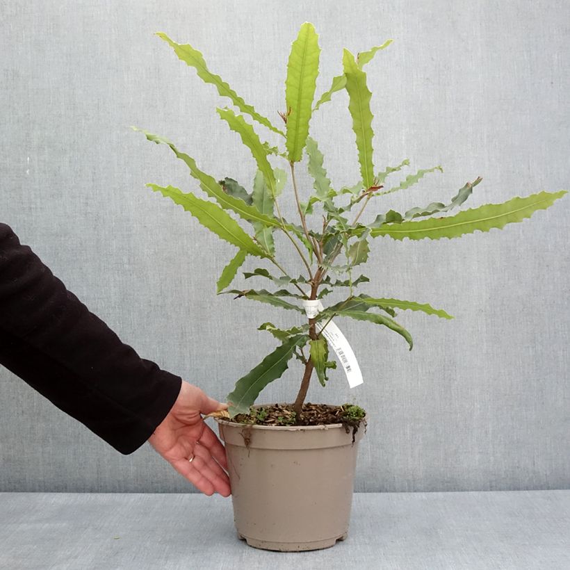 Macadamia integrifolia x tetraphylla Beaumont - Macadamia Nut 4L/5L pot sample as delivered in spring