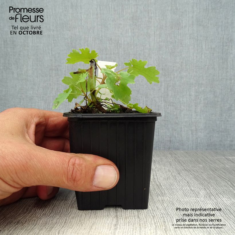 Macleaya cordata 8/9 cm pot sample as delivered in autumn