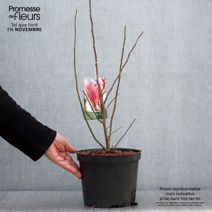 Magnolia Betty 4L/5L pot sample as delivered in autumn
