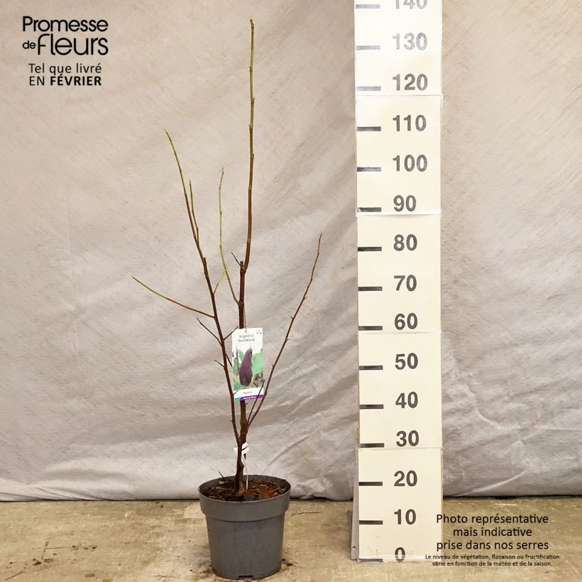 Magnolia x brooklynensis Black Beauty 6L/7L pot sample as delivered in winter