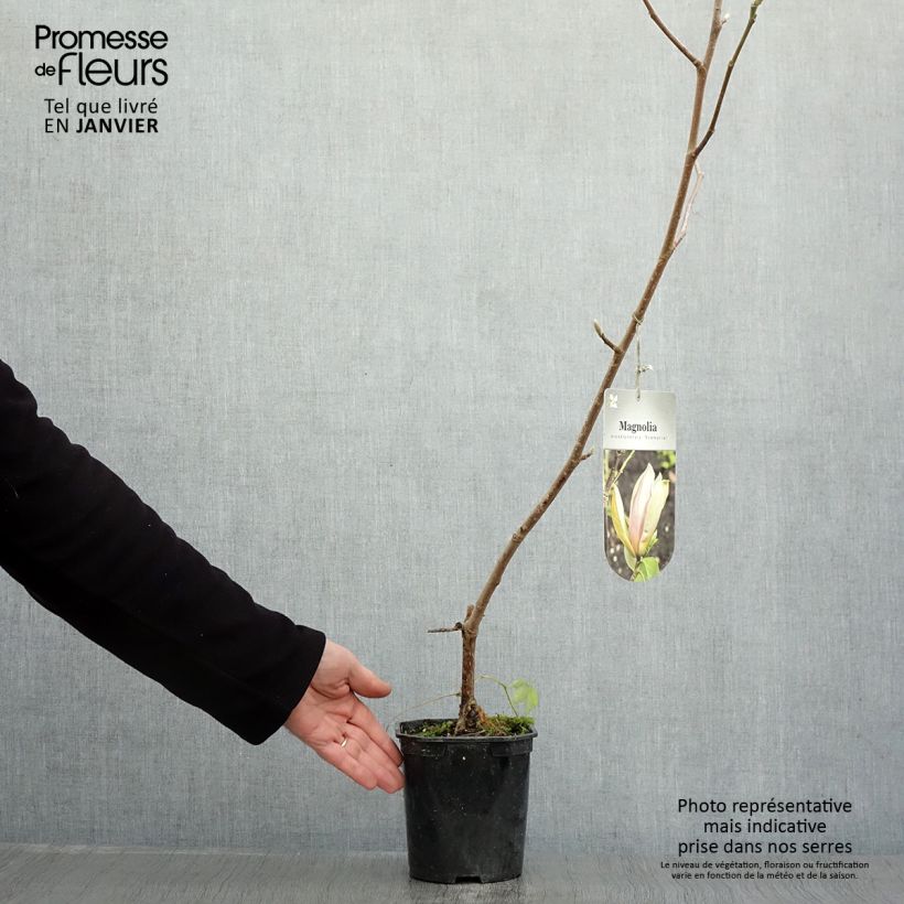 Magnolia brooklynensis Evamaria 2L/3L pot sample as delivered in winter