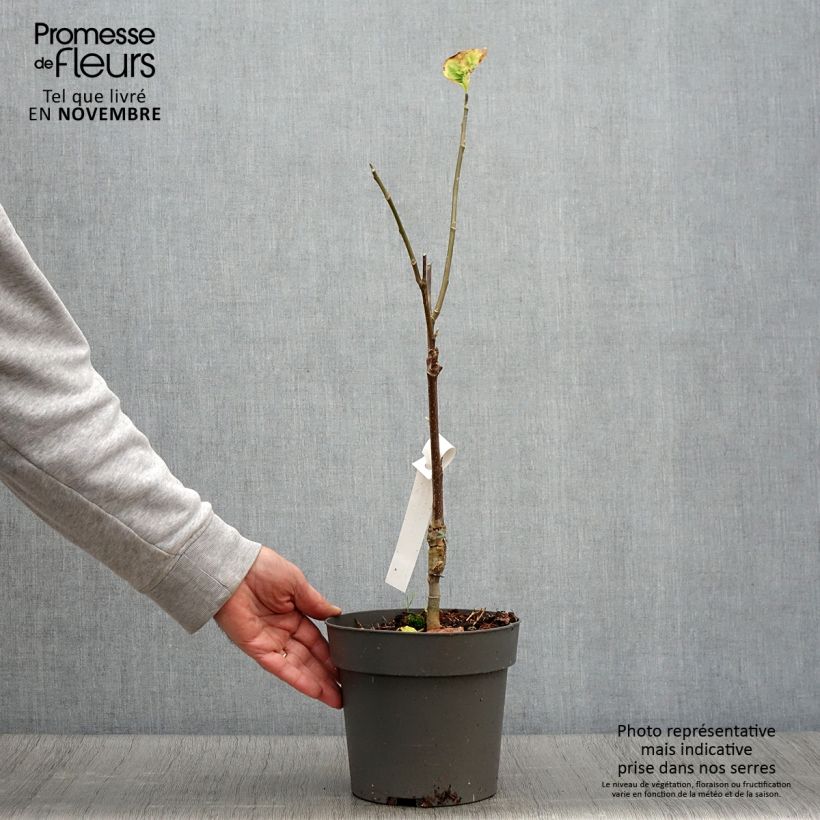 Magnolia x brooklynensis Yellow Bird 3L/4L pot sample as delivered in autumn
