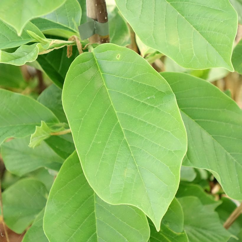 Magnolia Daybreak  (Foliage)