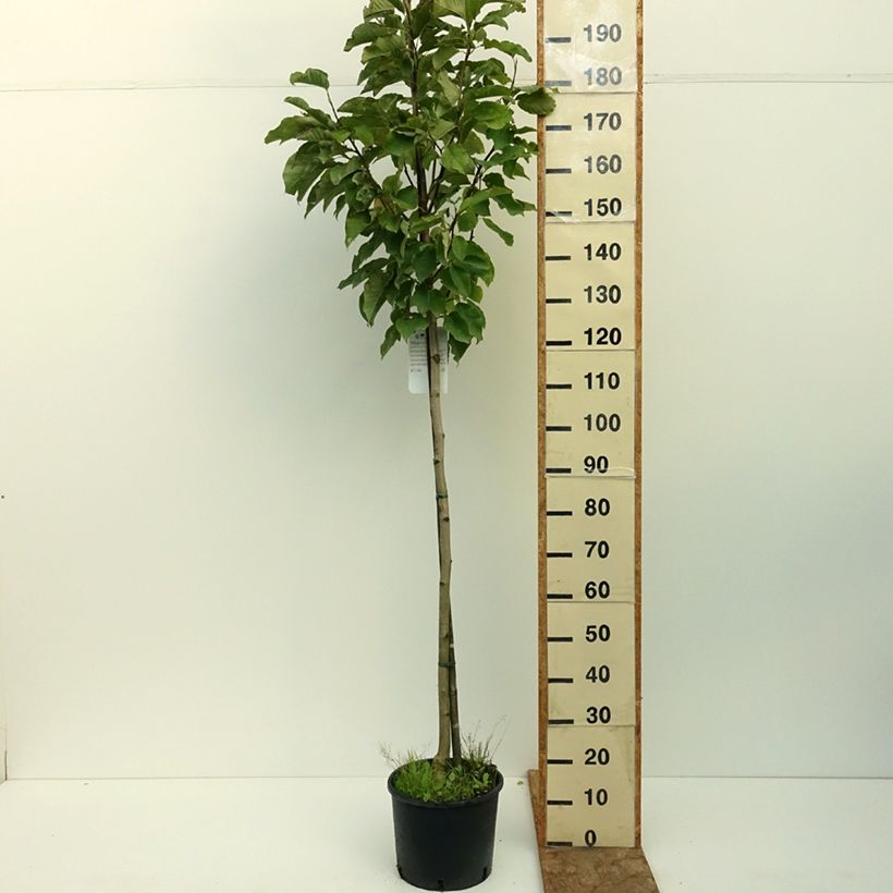 Magnolia denudata Double Diamond 7.5L/10L pot sample as delivered in summer