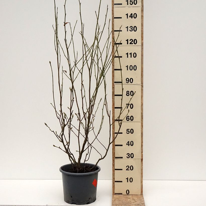 Magnolia denudata Festirose 7.5L/10L pot sample as delivered in winter