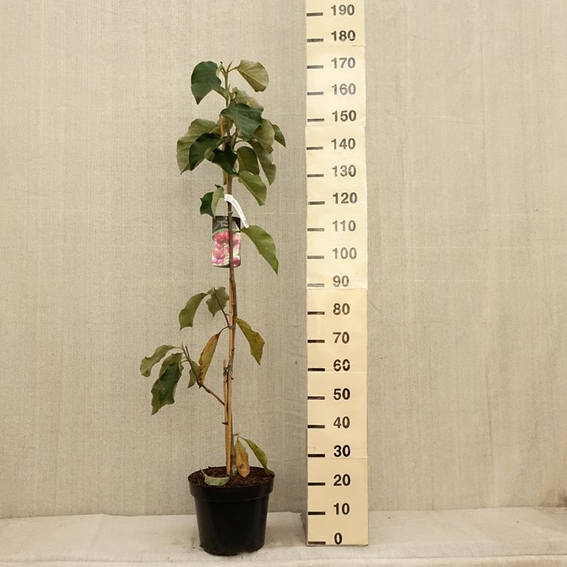 Magnolia soulangeana Emperor 7.5L/10L pot sample as delivered in autumn
