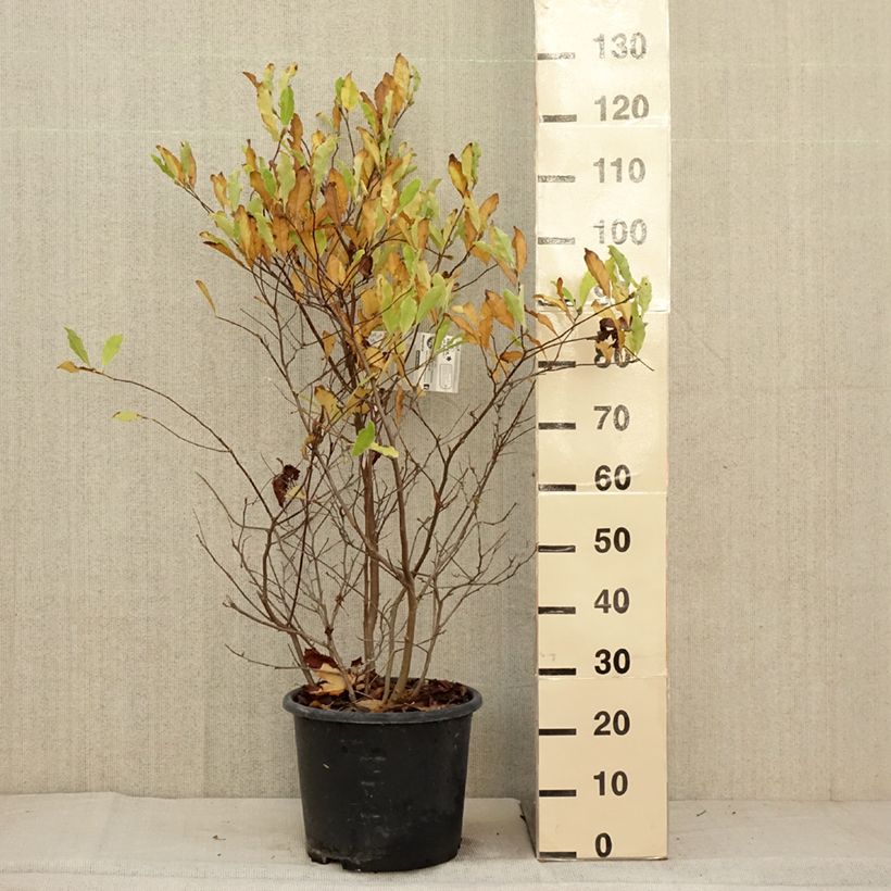 Magnolia stellata Waterlily 7.5L/10L pot sample as delivered in autumn
