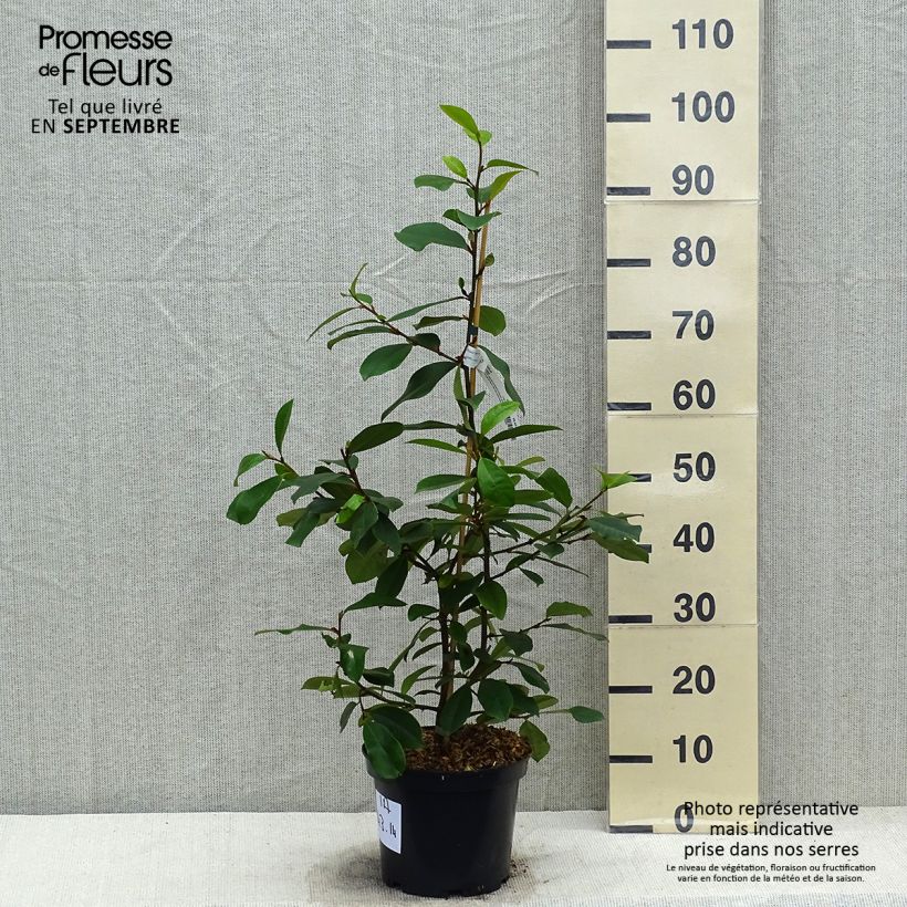 Magnolia Fairy Blush - Michelia hybrid 4L/5L pot sample as delivered in autumn
