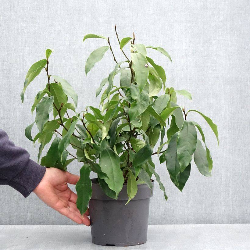 Magnolia figo Stellar Ruby 3L/4L pot sample as delivered in spring