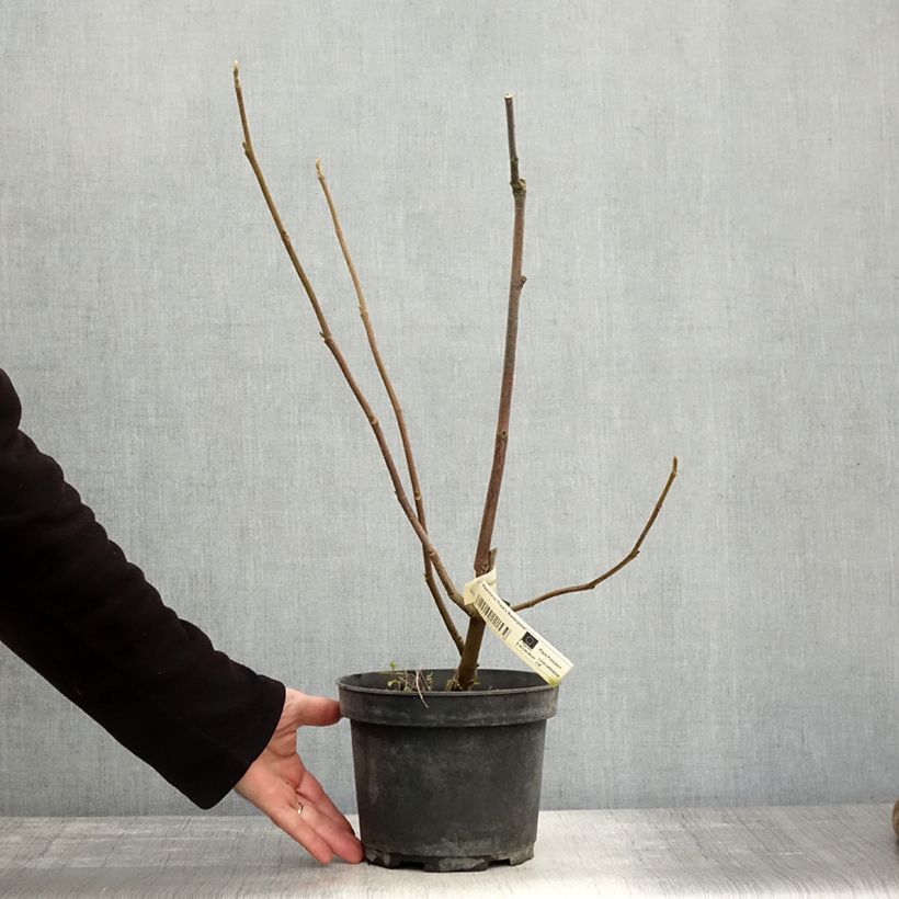 Magnolia soulangeana Frank's Masterpiece 3L/4L pot sample as delivered in autumn