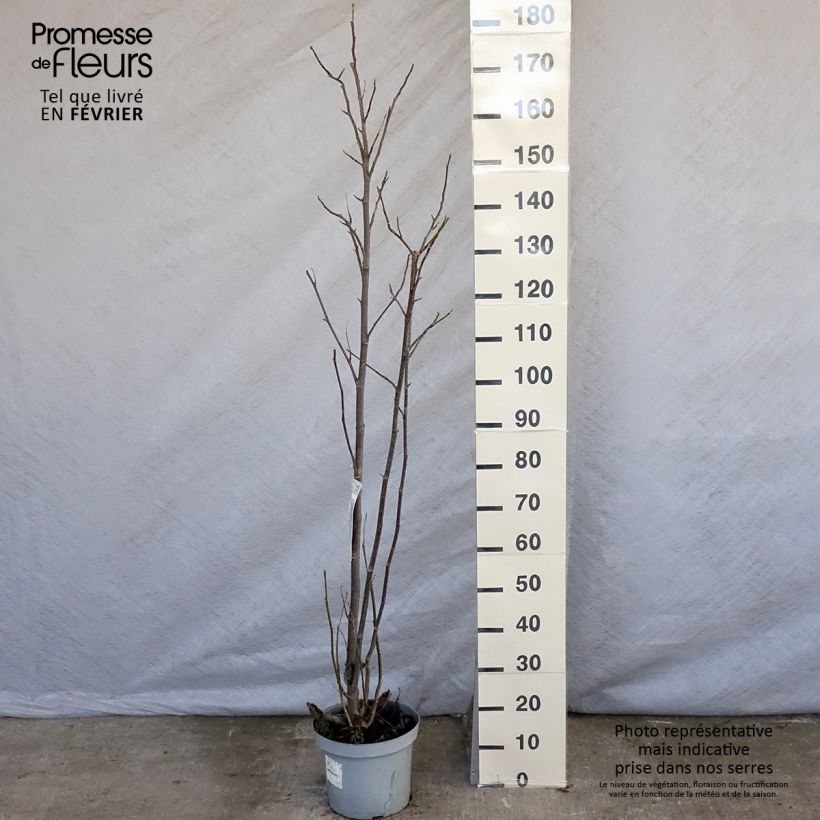 Magnolia Galaxy 4L/5L pot sample as delivered in winter