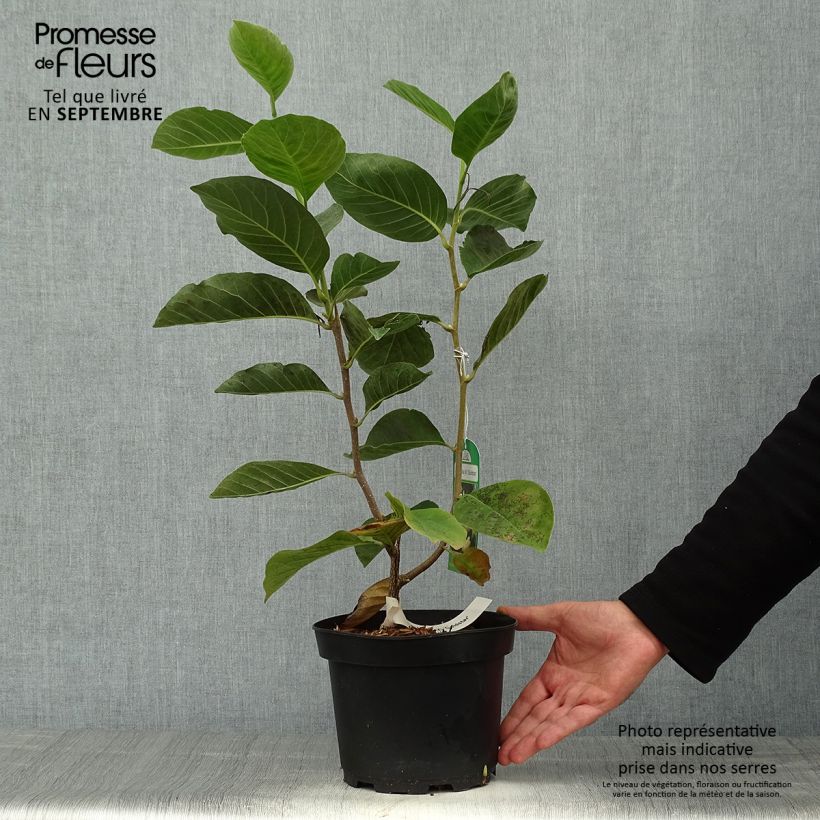 Magnolia  stellata Gold Star 2L/3L pot sample as delivered in autumn
