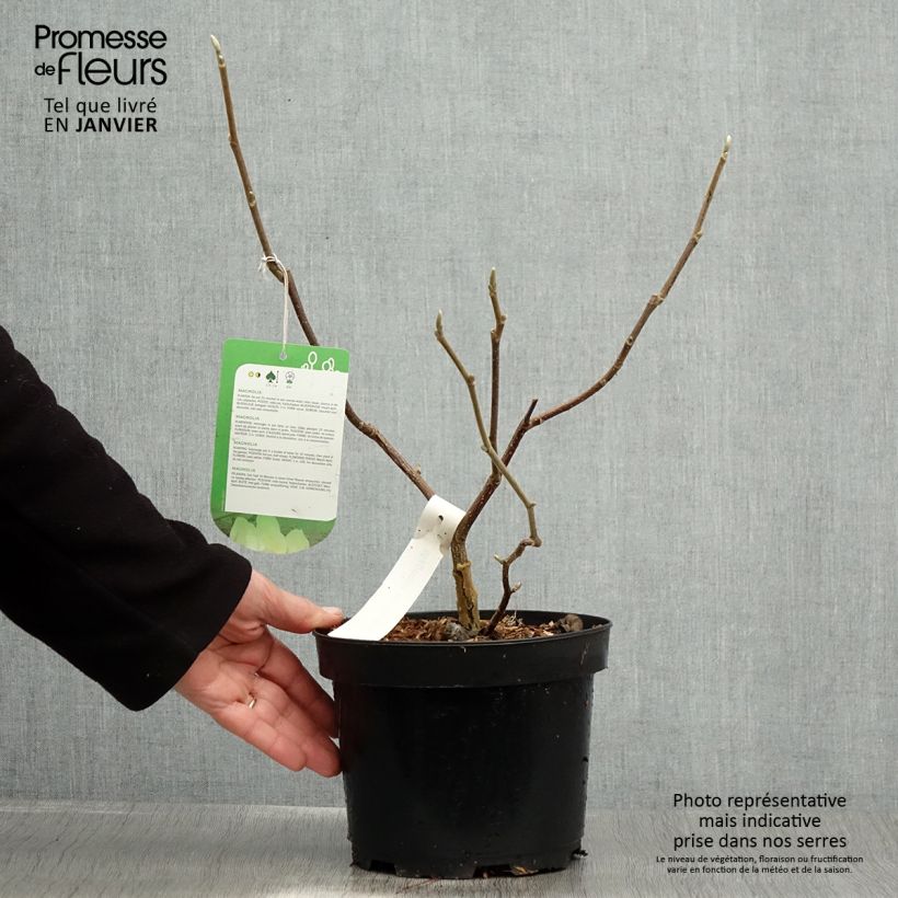 Magnolia  stellata Gold Star 2L/3L pot sample as delivered in winter