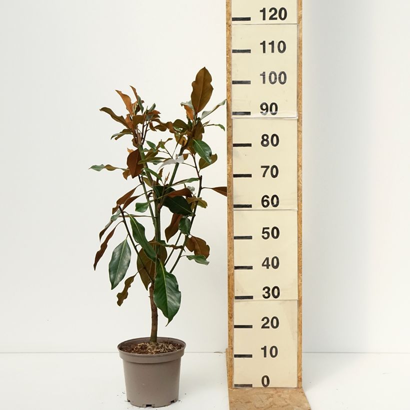 Magnolia grandiflora Kay Parris 4L/5L pot sample as delivered in autumn