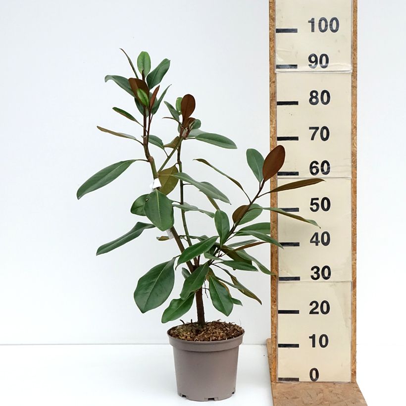Magnolia grandiflora Mainstreet 4L/5L pot sample as delivered in autumn
