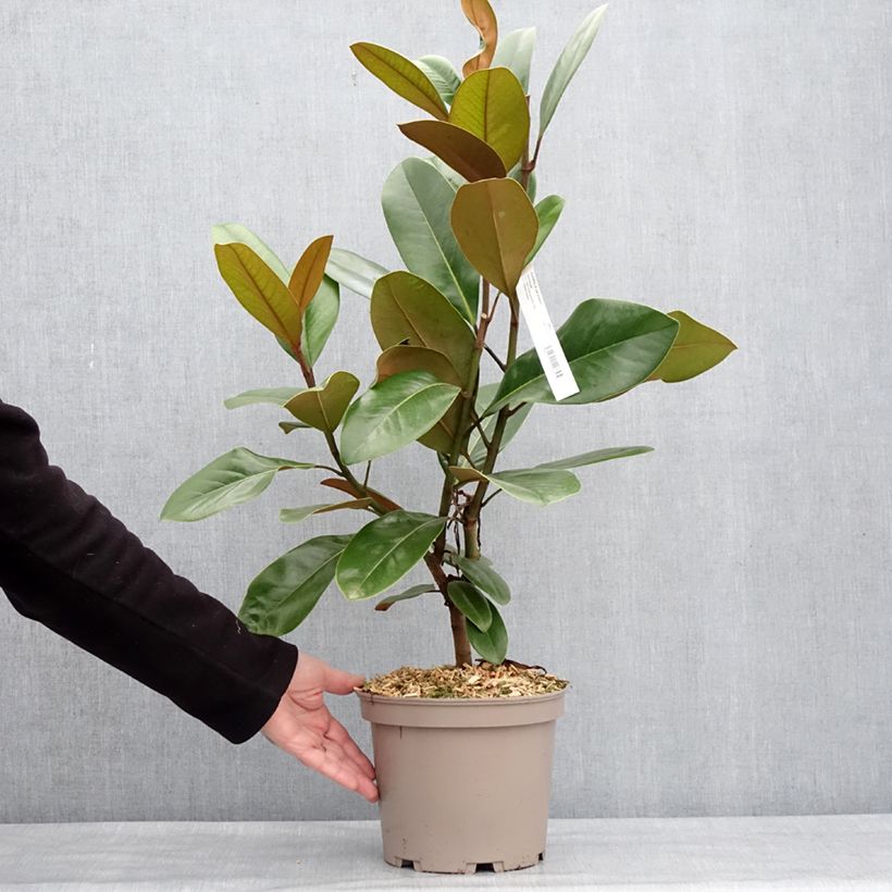 Magnolia grandiflora Mainstreet 4L/5L pot sample as delivered in winter