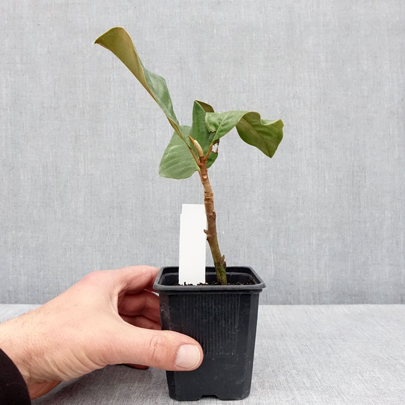 Magnolia grandiflora Mont Blanc 10cm/11cm pot sample as delivered in spring