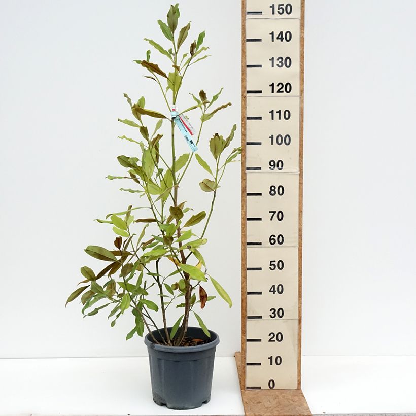 Magnolia grandiflora Nana 7.5L/10L pot sample as delivered in autumn