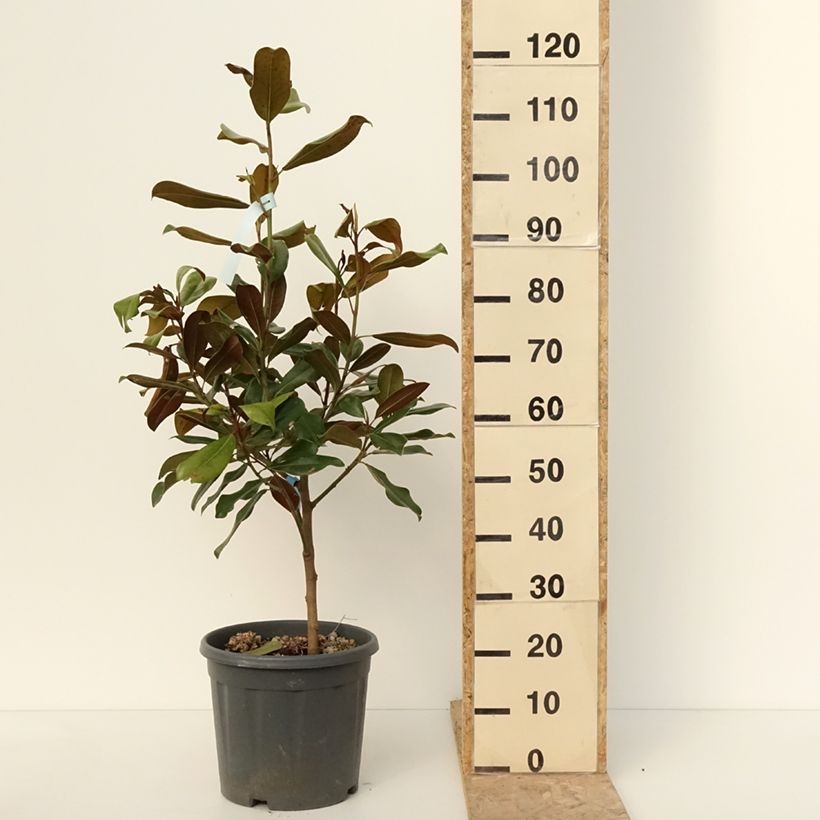Magnolia grandiflora Nana 7.5L/10L pot sample as delivered in winter