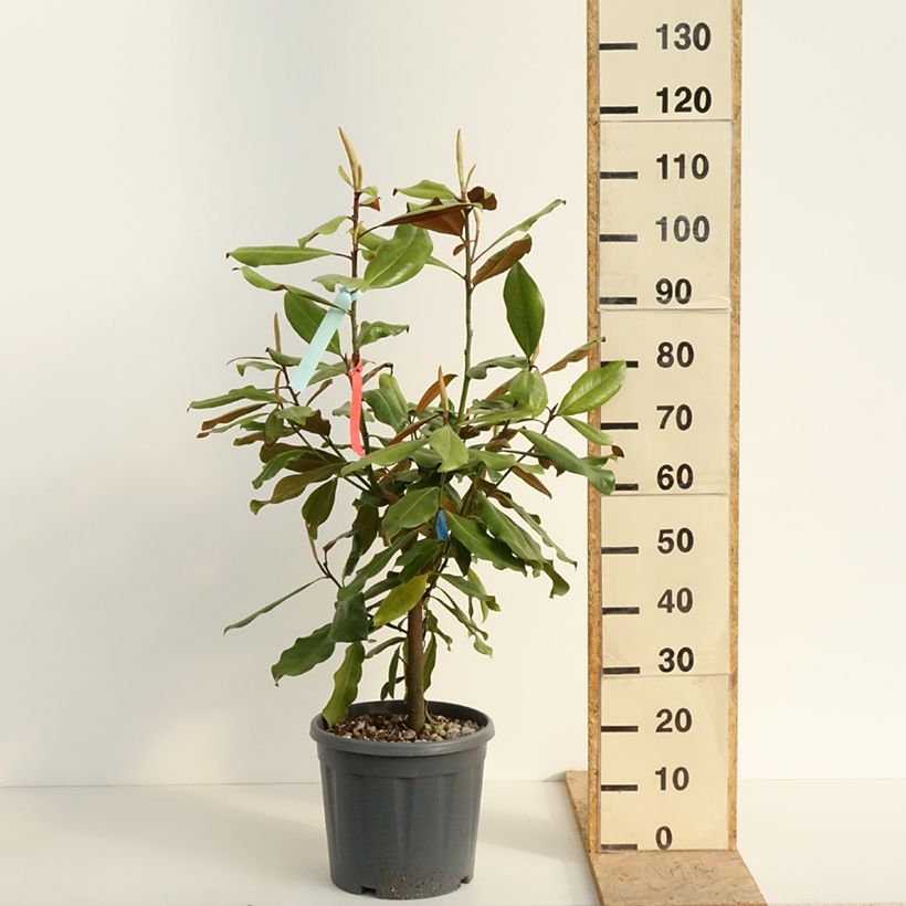 Magnolia grandiflora Nana 7.5L/10L pot sample as delivered in spring