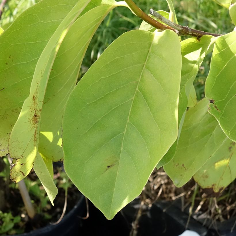 Magnolia Tina Durio (Foliage)